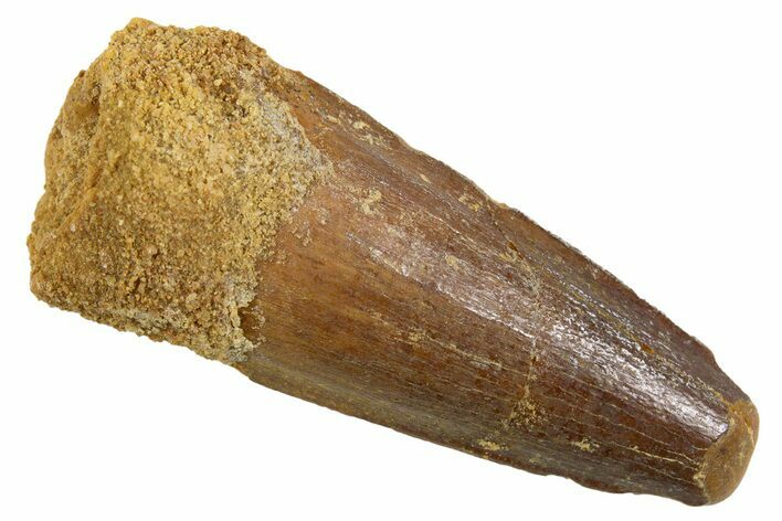 Juvenile Fossil Spinosaurus Tooth - Real Dinosaur Tooth #345880